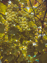 lemons on tree