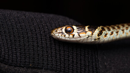 The grass snake (Natrix natrix)