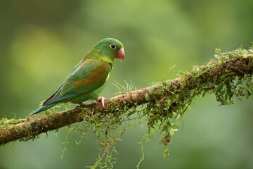 Orange-chinned parakeet perched on moss branch