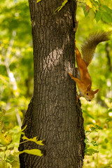 The squirrel is on a tree in a funny pose. The concept of protecting the environment and supporting the development of ecological programs.