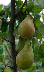 Conference pears ripening in September, 2020.