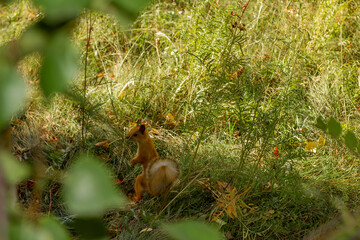 The squirrel hid in the bushes from annoying pesky passers-by. The concept of protecting the environment and supporting the development of ecological programs.