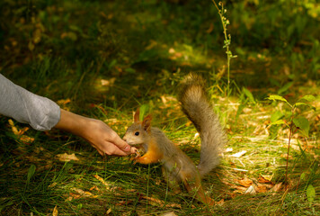 A squirrel in the morning eats nuts from a young girls hand. The concept of protecting the environment and supporting the development of ecological programs.