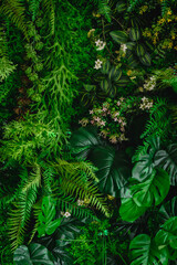 abstract green leaf texture, tropical leaf foliage nature dark green background © eakarat