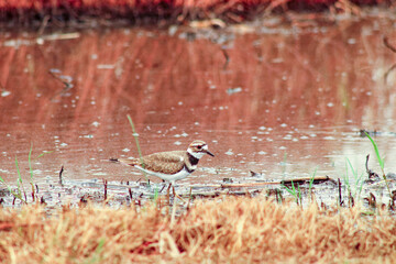 killdeer 