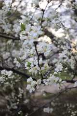 Obraz premium Blooming branch at sunset. Flower. 