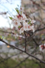 Blooming branch at sunset. Flower.