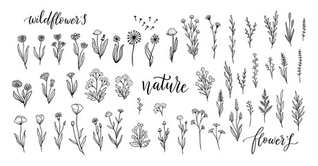 Wildflower line art set. Flower doodle botanical collection. Herbal and meadow plants, grass. Vector illustration isolated.