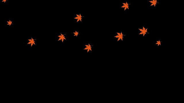 Leaf fall animation. Autumn maple leaves falling on black chromakey background. 4K Animation of autumn leaves falling effect on transparent background. 