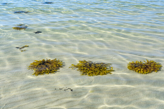 Braunalgen im flachen Wasser am Sandstrand mit Horizont und Reflexionen