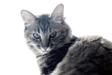The gray cat is watching. Portrait of a cat on a white background.
