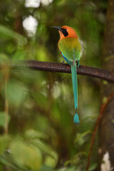 Obraz premium Rufous motmot perched on branch