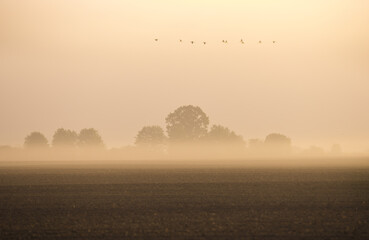 Obraz na płótnie Canvas foggy morning, winches fly