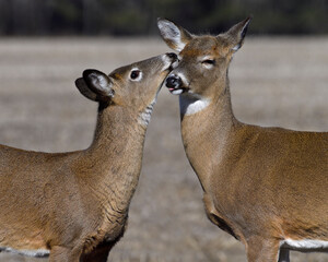 a pair of white-tailed deer bonding - Quebec, Canada 