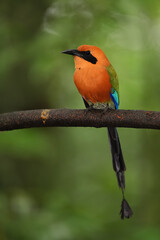 Obraz premium Rufous motmot perched on branch