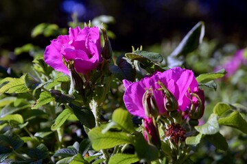 Flower of dog-rose rosehip on a bush, blurred background.