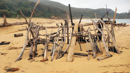 Fototapeta na wymiar Driftwood Sculpture on Maitland Bay Beach New South Wales Australia