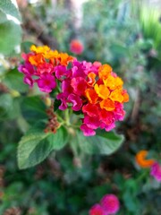 Fototapeta premium red and yellow flowers