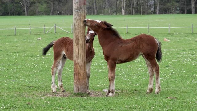 Zwei Fohlen spielen auf der Wiese