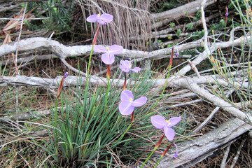 Patersonia sericea, commonly known as the purple flag, native iris, silky purple flag or native flag is a species of plant in the iris family Iridaceae which is endemic to eastern Australia. Photo tak