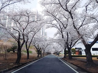 Obraz premium Korea Cherry Blossom