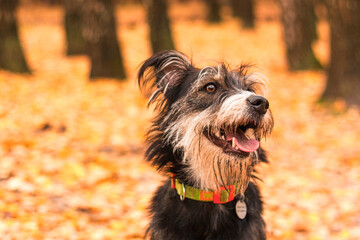 funny mix breed dog in the autumn leaves