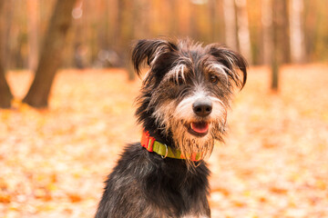 funny mix breed dog in the autumn leaves