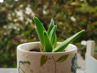 view of an aloe vera plant in a window