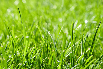 fresh green grass background. Long fresh green grass texture background. Young green grass. lawn. Grass field ideal concept, green flooring. Natural flooring for stadium, arena. Natural carpet