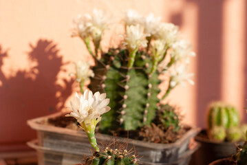Green thorn cactus with many white blooming flowers on it