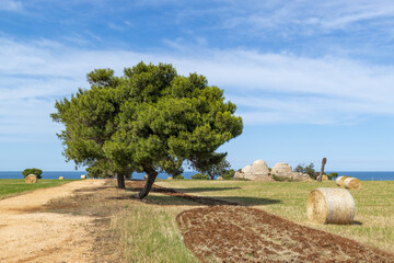 Paysage de la région des Pouilles en Italie © PPJ
