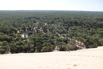 sand dunes and trees