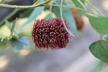 close up of a flower of a tree