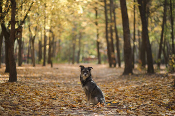 Fototapeta premium funny mix breed dog in the autumn leaves