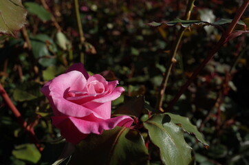 Light Pink Flower of Rose 'Momoka' in Full Bloom
