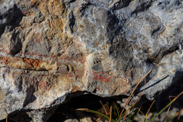Small clam fossil in stone found in mountain. Prehistoric animals concept