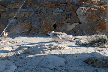 Fototapeta premium seagull on the pier