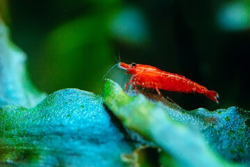 Big fire red or cherry dwarf shrimp with green background in fresh water aquarium tank.