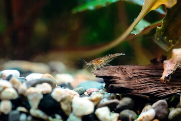 Big fire red or cherry dwarf shrimp with green background in fresh water aquarium tank.