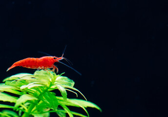 Big fire red or cherry dwarf shrimp with green background in fresh water aquarium tank.