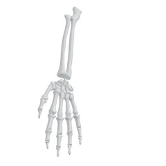 Hand bone skeleton isolated on white background. Wrist anatomy skeleton of human. 3d render. clipping part.