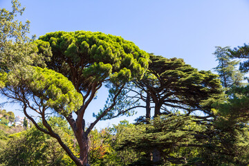 Coniferous tree in the park.