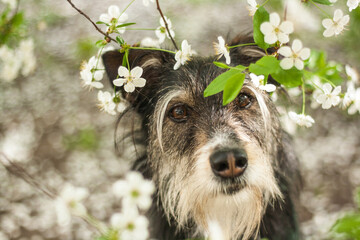 happy mixbreed dog with the spring flowers