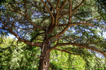 Coniferous tree in the park.