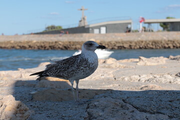 seagull on the pier