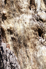 Bare bark on a tree in the park.