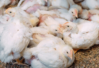White broiler Chicken at the poultry farm.