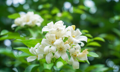 Orange jasmine or murraya paniculata flowers in the garden.