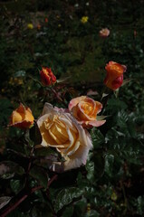 Cream and Pink Flower of Rose 'Mona Liza' in Full Bloom
