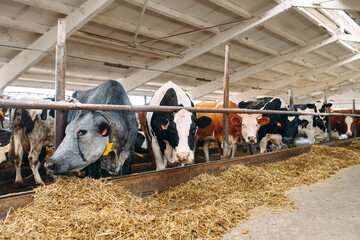 Cows on Farm. Cows eating hay in the stable.